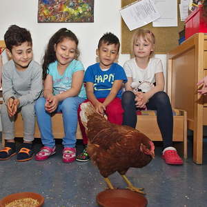 Hühner im Kindergarten