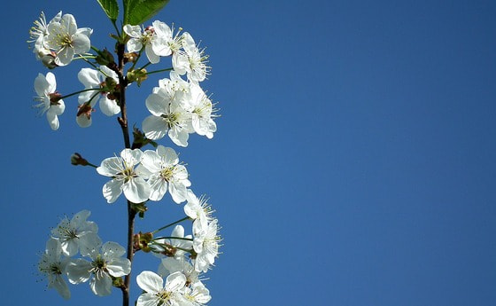 Kirschblüte / © AllAnd / pixabay.com / CC0 1.0 Kirschblüte