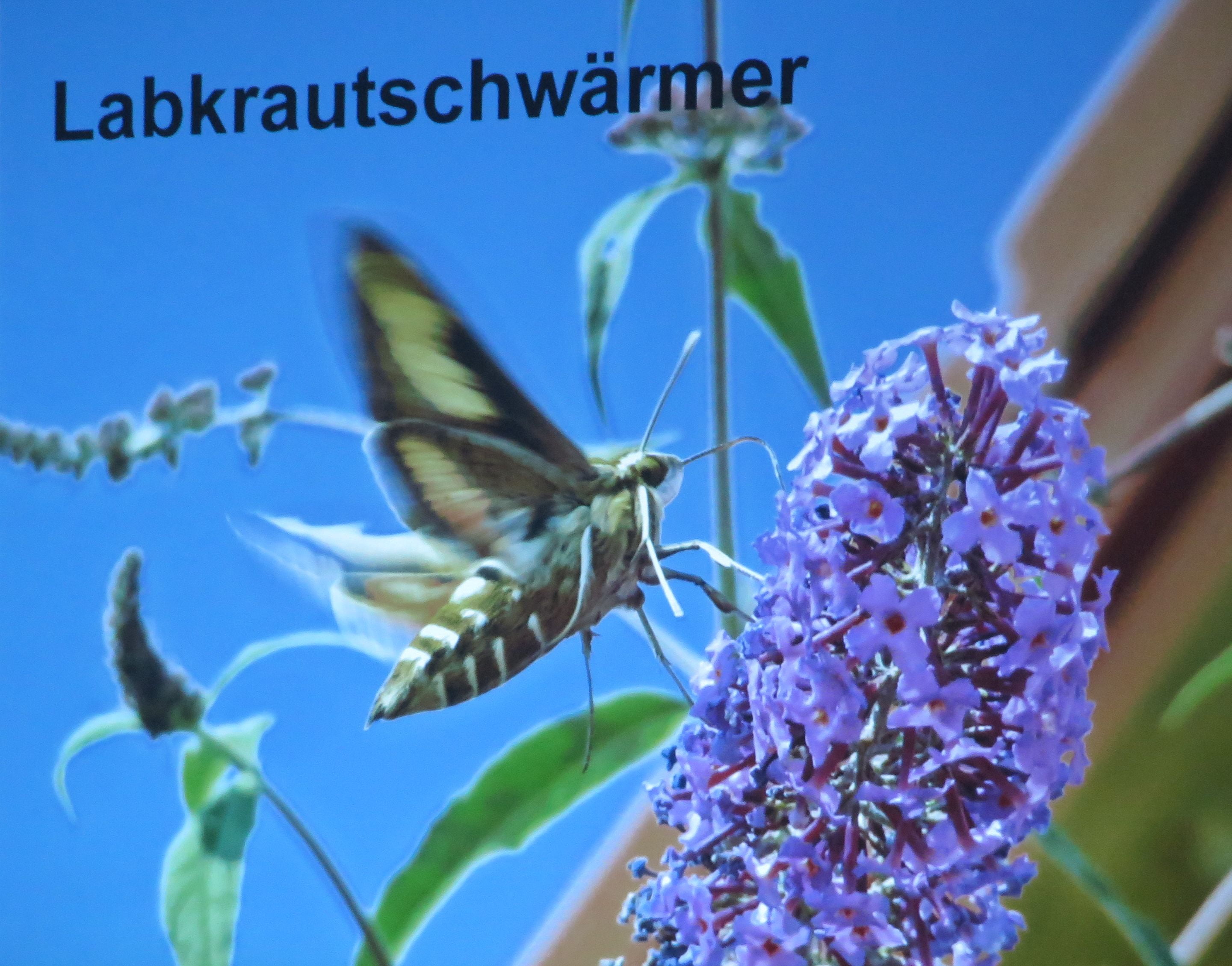 Spannender Fotovortrag über heimische Insekten!