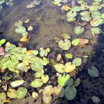 Kindergarten-Schulanfänger