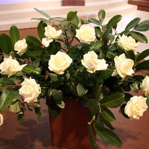 Weihnachten in der Pfarre