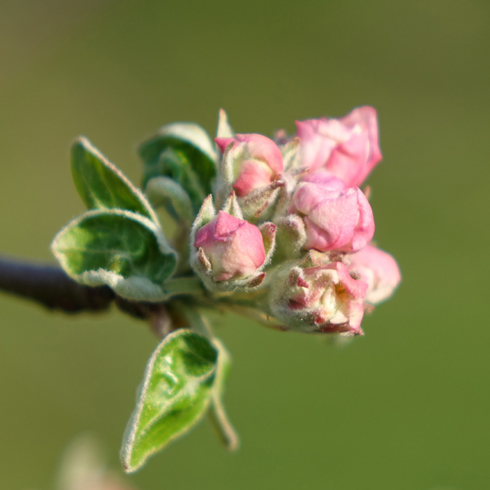 Apfelblüte