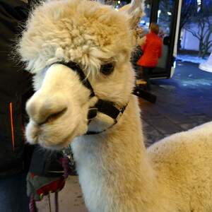 Pfarre Steyr-Resthof