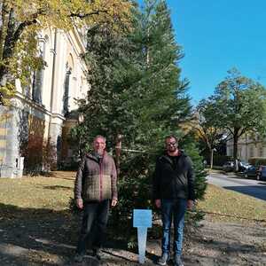 Segnung des Baumes vor der Quirinuskirche