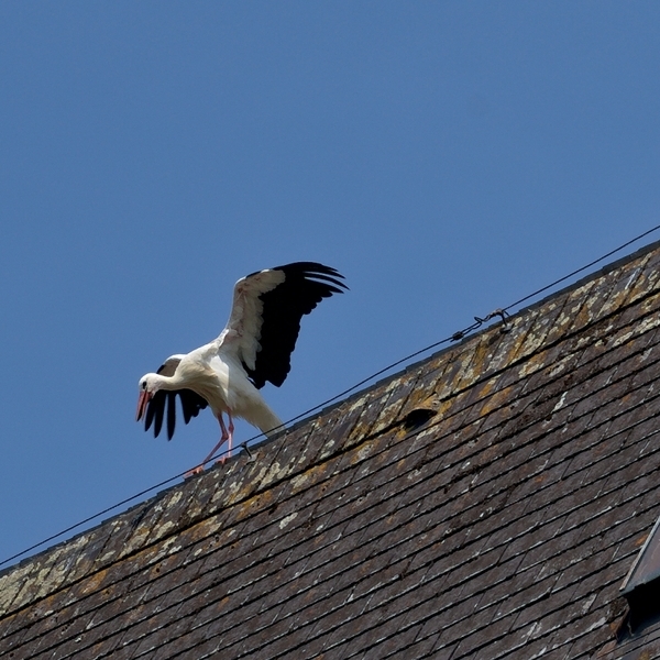 Storch am Kirchendach