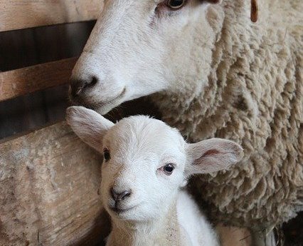 Schaf, Lamm