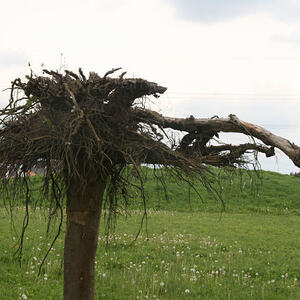 200 Personen auf dem Weg – „FirmWalk“ 2010