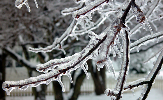 Gefrorene Äste. © click/morgueFile.com