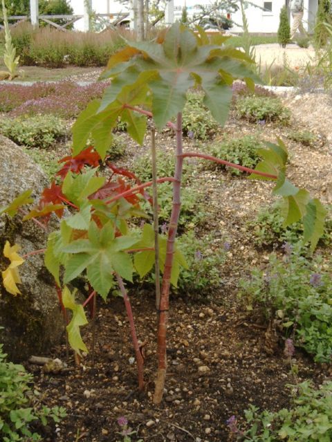 Rizinus / Diözese Linz Rizinus