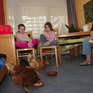 Hühner im Kindergarten