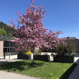 Apfelbaum vor dem Abelenzium