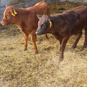 Pilzmanufaktur am Mosberger-Hof