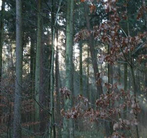 Adventwanderung der KMB