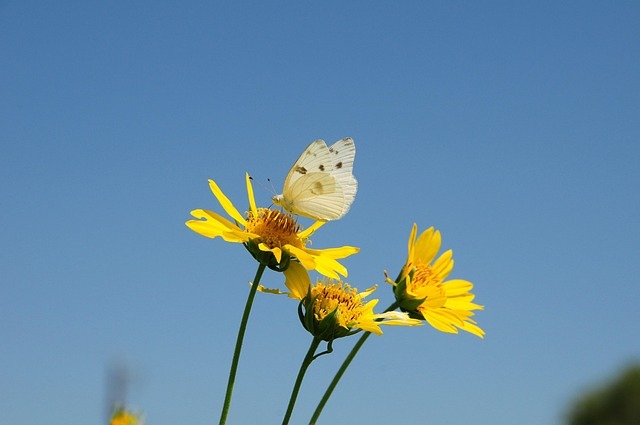 gelbe Blumen mit Schmetterling