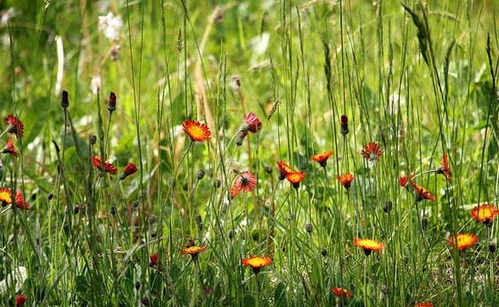  „Ist das Gras in Nachbars Garten wirklich grüner?“