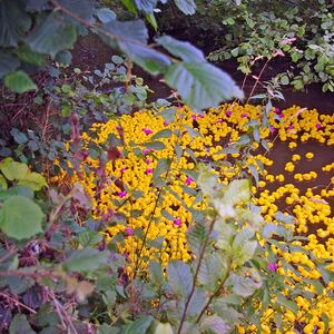 Pfarrfest mit Entenrallye