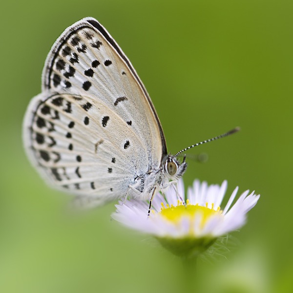 Schmetterling an Blume