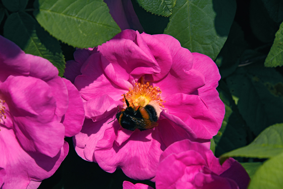 Apothekerrose mit Hummel / Stephanusrunde Das Farbenspiel der Blüte zieht Hummeln an