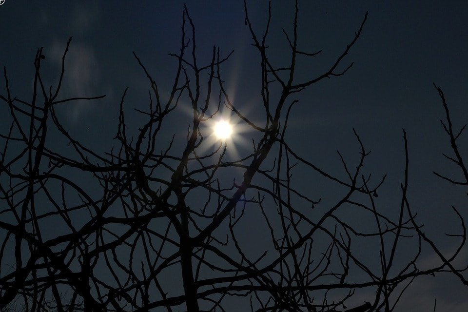 Mondschein durch die Äste eines Baumes