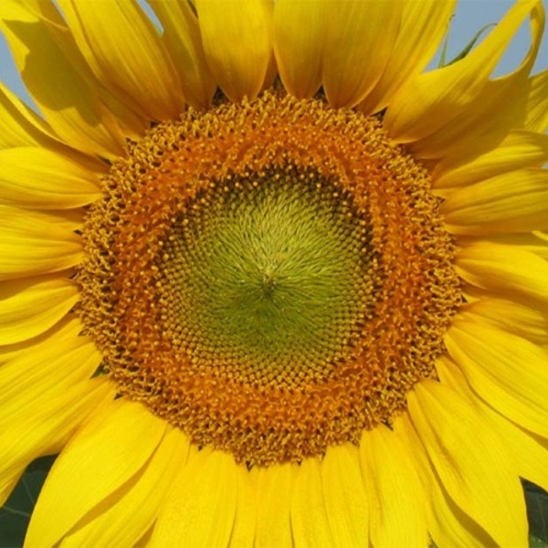 eine große Sonnenblume, bildfüllend