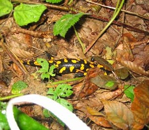 Bergmesse Kerzenstein