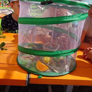 Von der Raupe zum Schmetterling