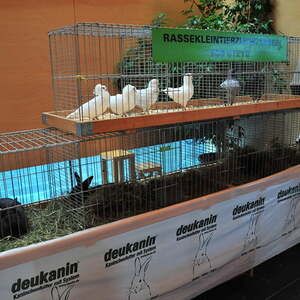 Fest des Hl. Franz von Assisi