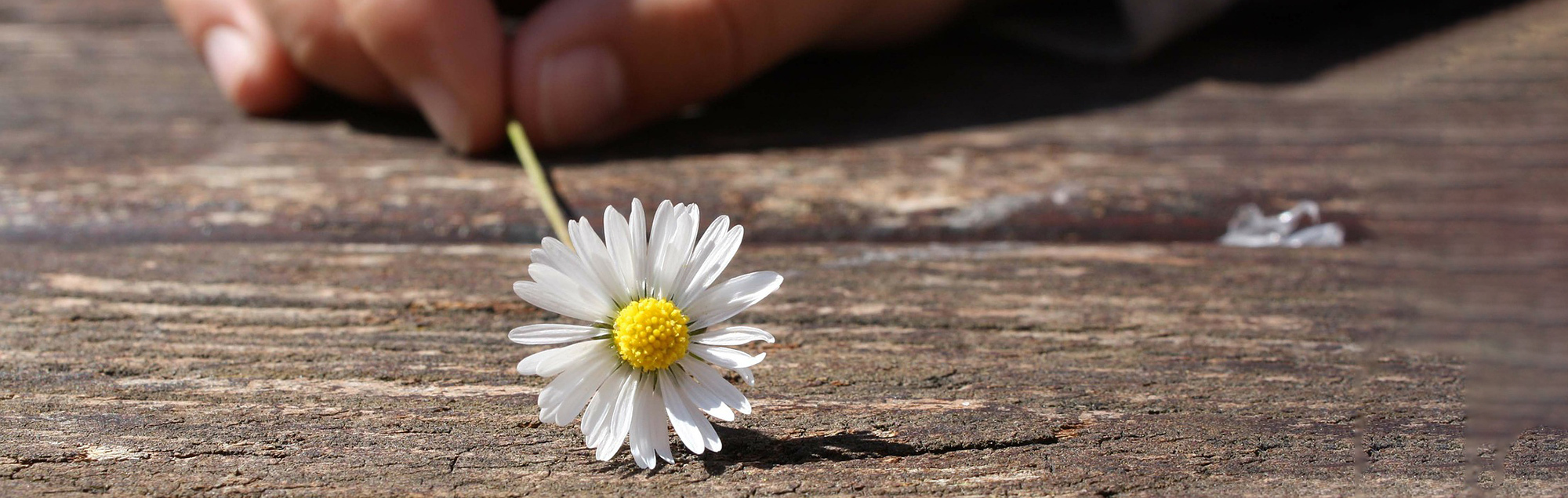 Kinderhand hält Gänseblümchen