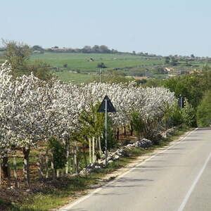 Pilgerreise nach Apulien