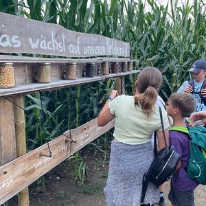 Im Kronstorfer Maislabyrinth