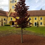 Baumpflanzung Schlosshof Puchheim