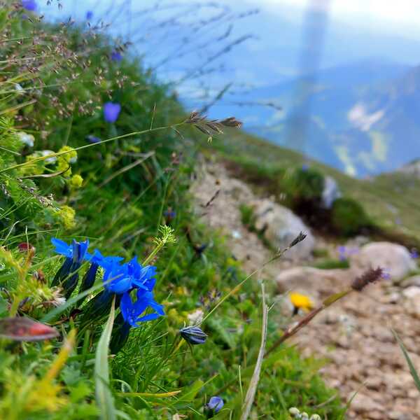 Bergmesse Gr. Pyhrgas