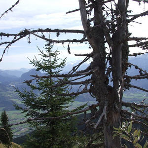 Pfarrwallfahrt Maria Plain