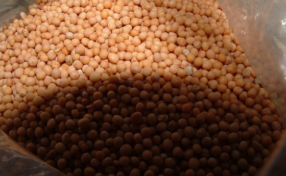 Sozialpredigt Diözese Linz