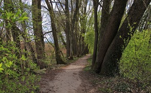 the path