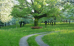 Kraftplatz Lindenbaum