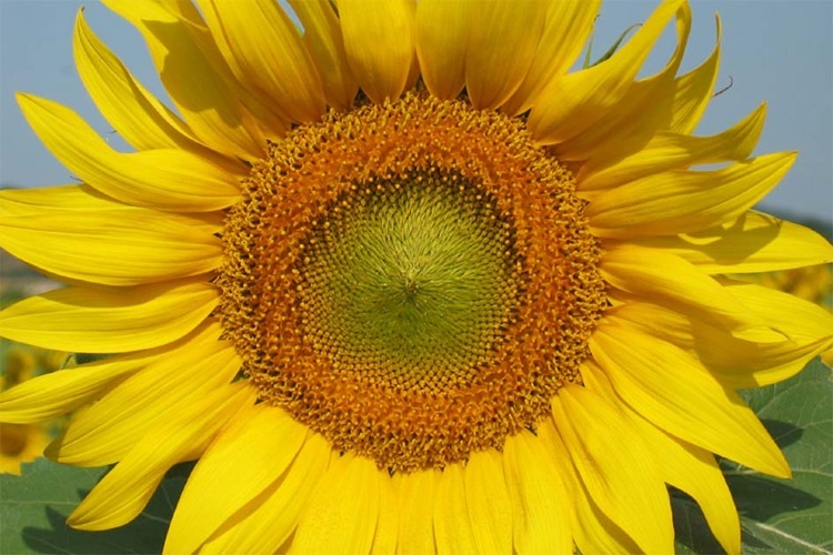 Sonnenblume / Christian Dörn Bildfüllende Sonnenblume