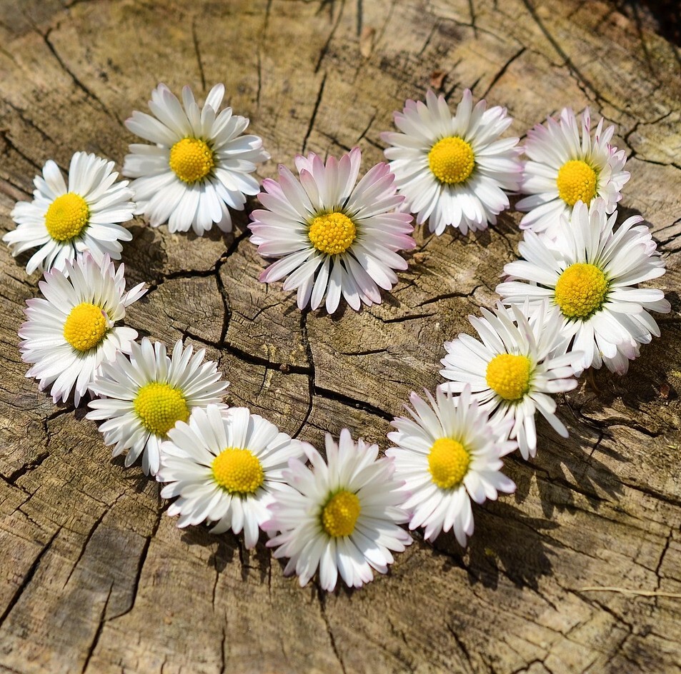 daisies