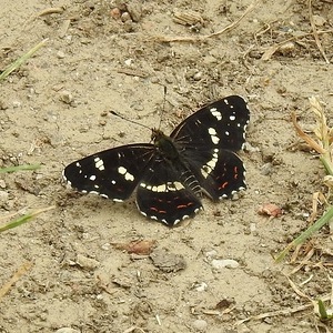 Heidewald Schieferegg - Umweltarbeit in der Diözese Linz
