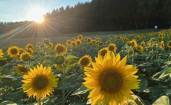 Sonnenblumen