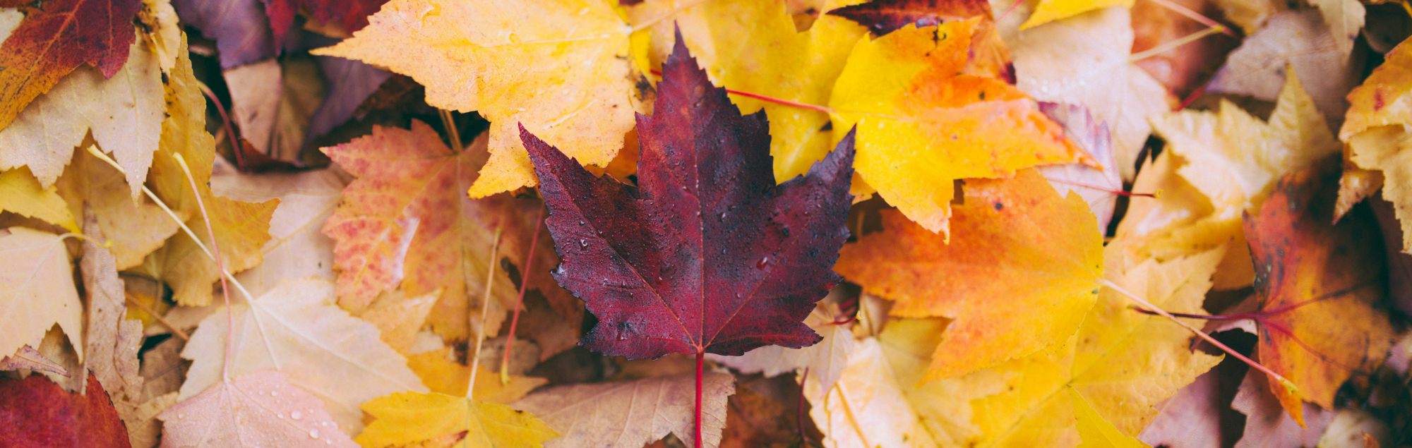 Herbst