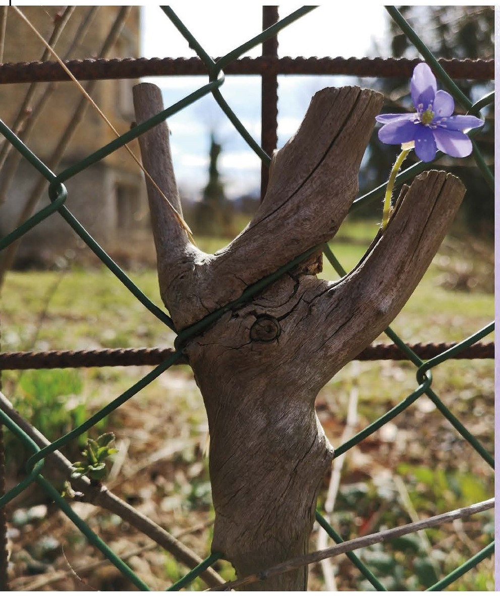 In Zaun eingewachsener Baumstumpf mit einer einzelnen Blütemit