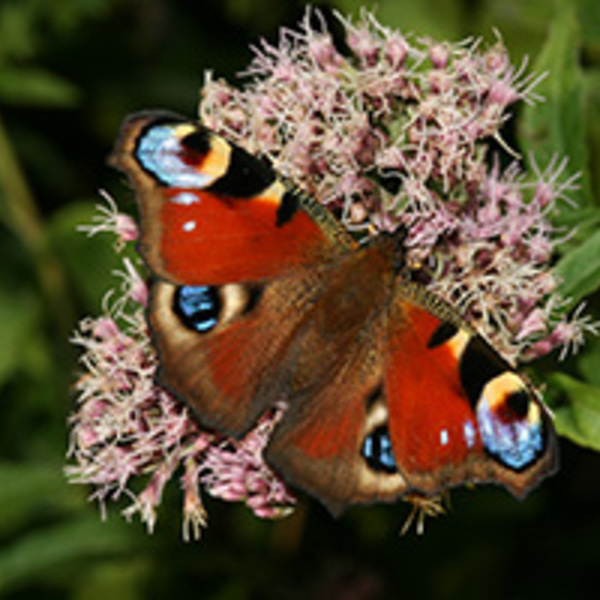 Tagpfauenauge_c_Klaus Michalek