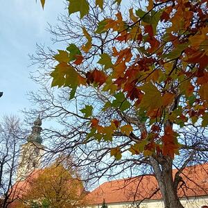Herbstimpressionen im Pfarrgarten