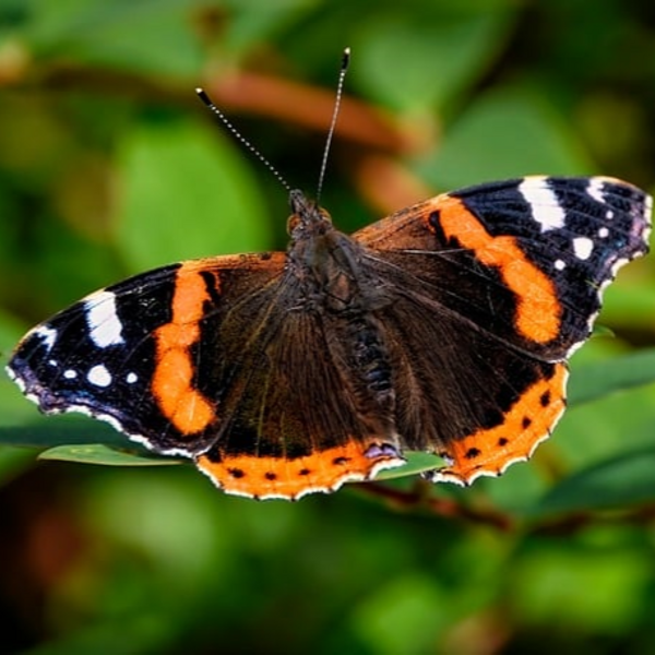 Roter Admiral Schmetterling vor grünem Hintergrund