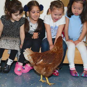 Hühner im Kindergarten