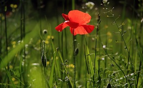 Mohn