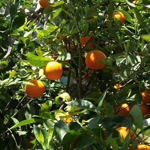 Pilgerreise nach Apulien