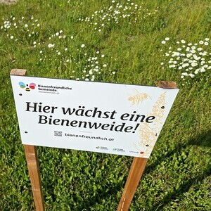 Blumenwiese