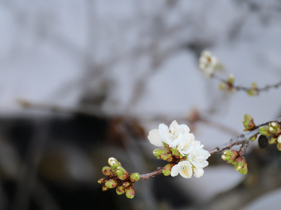 Cherryblossom
